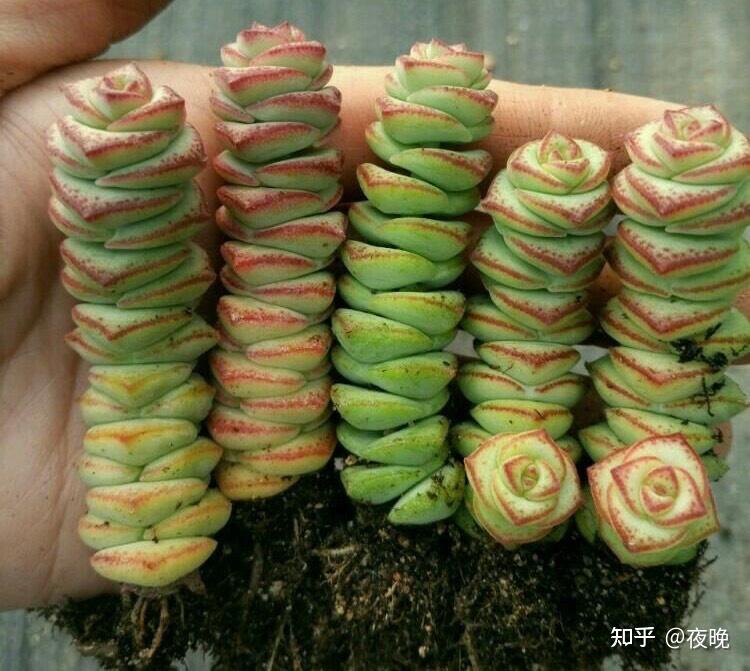 钱串子花的养殖方法和注意事项多肉钱串怎么养