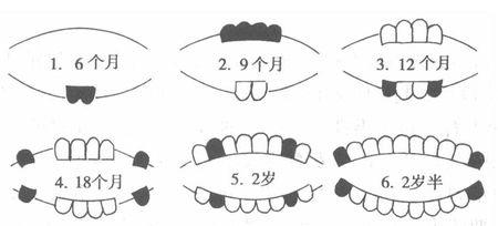 宝宝乳牙出牙顺序