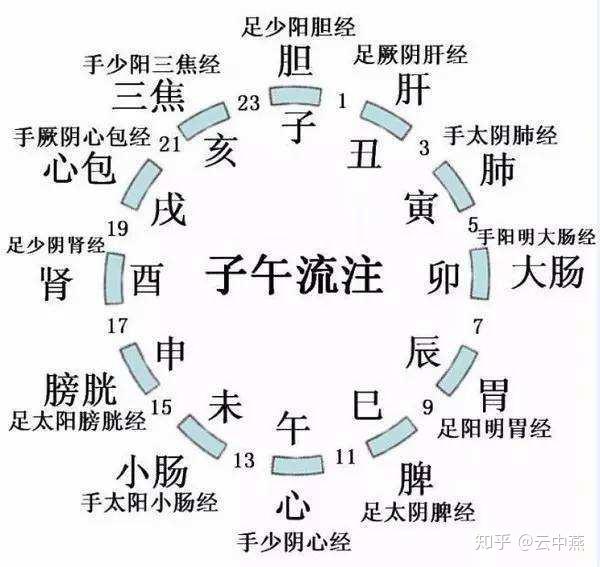 子午流注图(人体五脏六腑的排毒时间表)