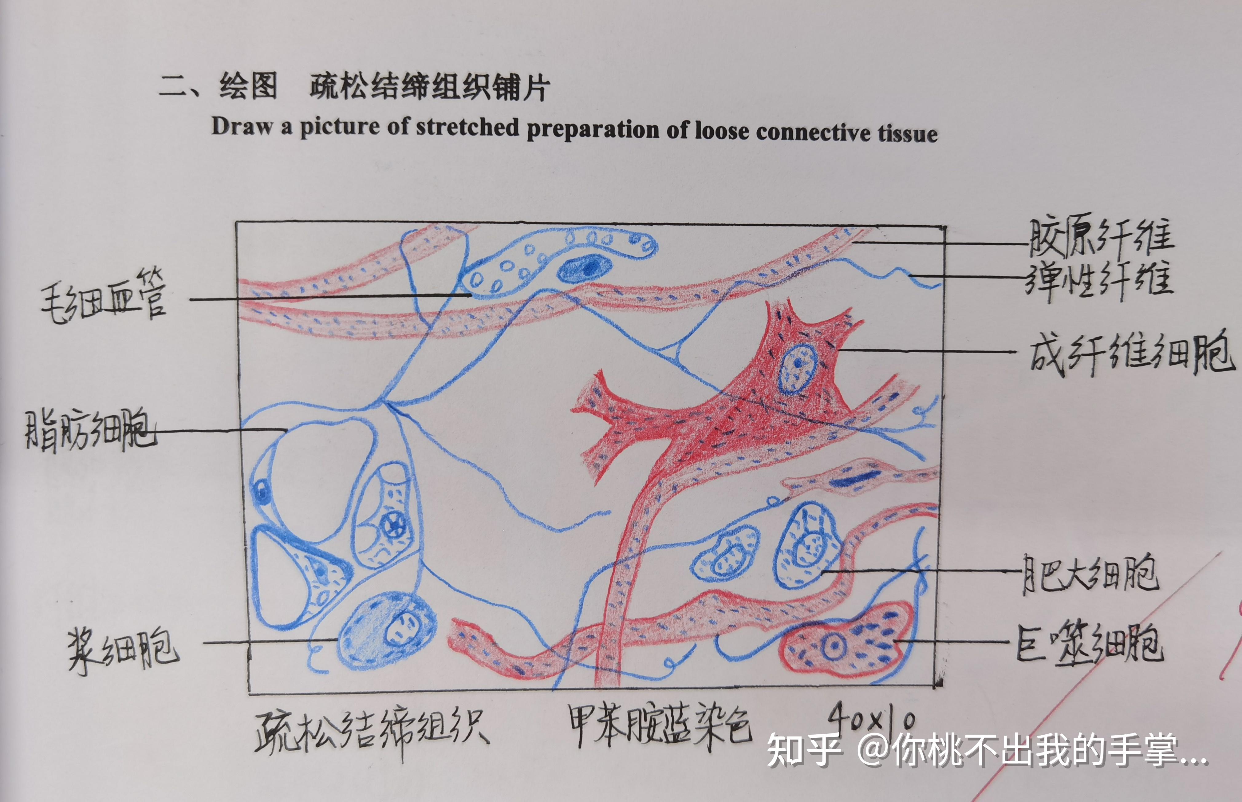 2.疏松结缔组织1.单层立方上皮想来存一下!