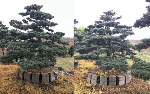 高端造型五针松如何栽培成活率 www.tjxsjxlc.com