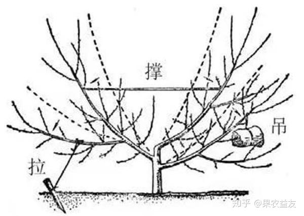 桃树夏季修剪中5大修剪方法该如何去实施有何注意事项