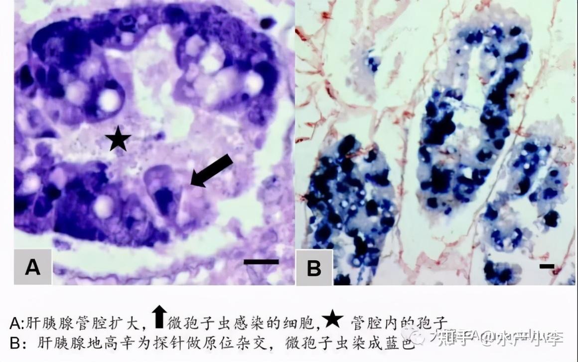 对虾肝肠胞虫不好治,该如何做好预防呢?