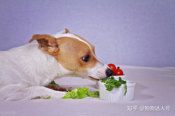 狗狗可以吃蔬菜吗哪些蔬菜狗狗爱吃