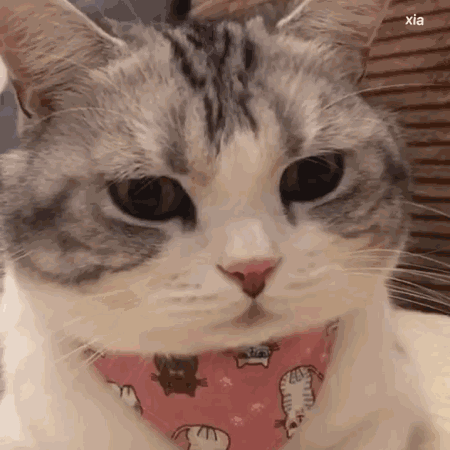 猫咪表情包包包