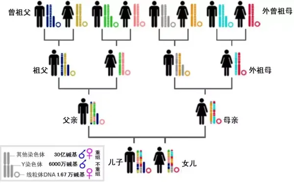 双系遗传-母系遗传-父系遗传