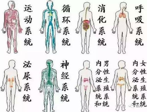 一旦人体内体液的ph值稍有变动,几个保护系统就会马上行动起来