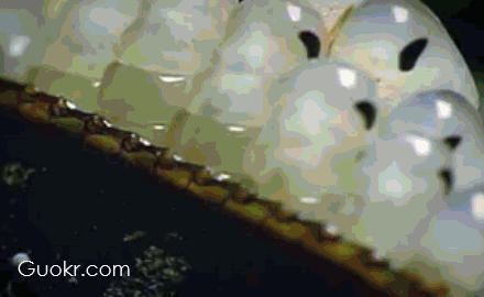 南方的蟑螂真的很可怕吗?