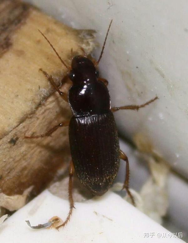 这是什么虫子,在家发现的,是蟑螂吗?