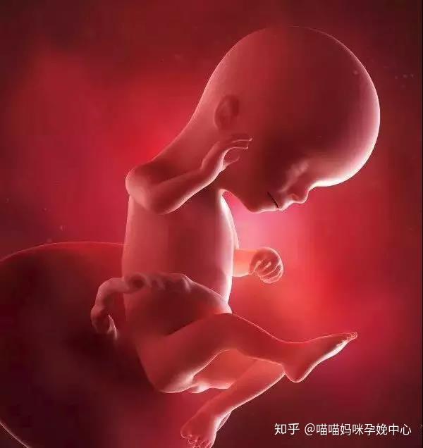 怀孕142周3d胎儿超声图全记录彩图