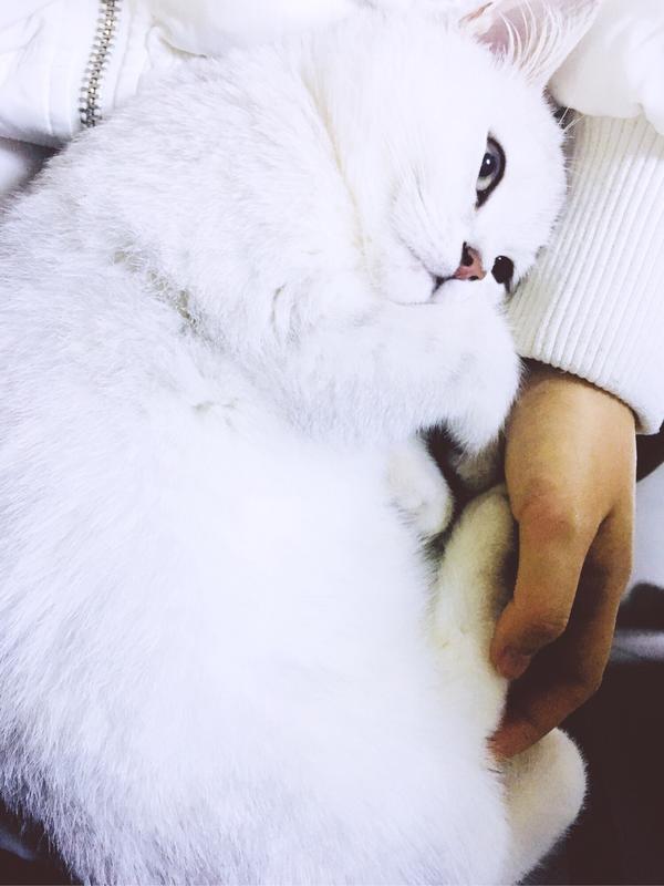 为什么我一抱猫它就睡了.