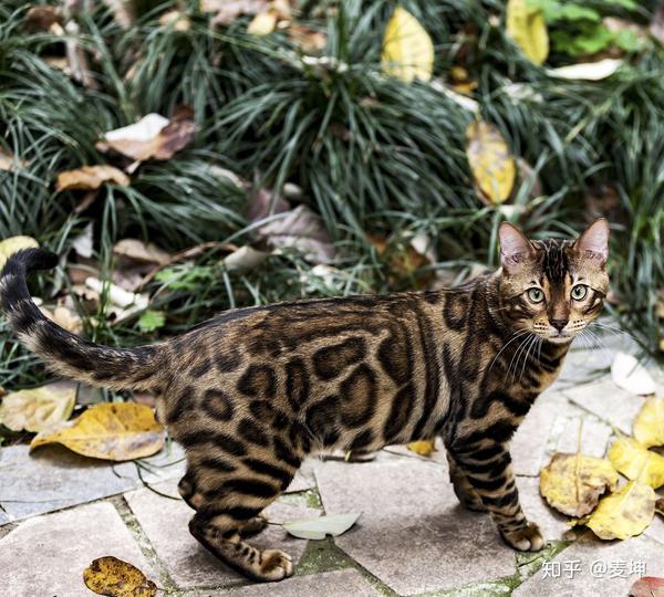 孟加拉豹猫品种的诞生过程与血统来源