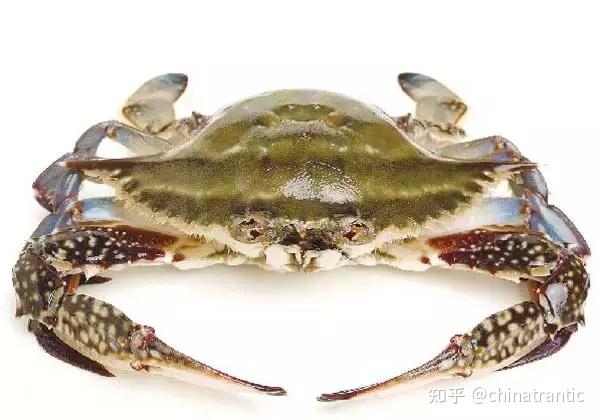 【威海运都】☆海识 | 盘点我国10种常见螃蟹