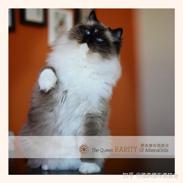 分享一组手套色布偶猫,超级美哦