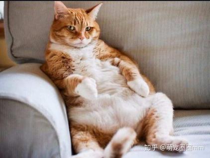 「把猫咪养得胖胖的」感觉很可爱,所以饲主们多半不以为意.