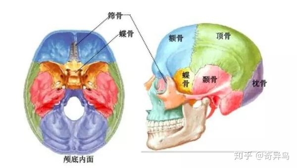 我们的头骨有8块骨骼,分别是顶骨,颞骨,额骨,筛骨,蝶骨,枕骨.