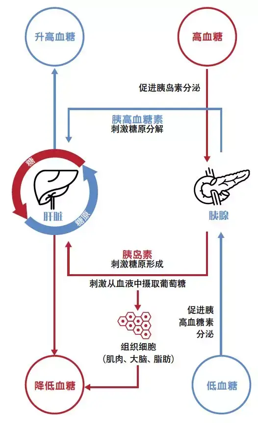 读懂体检报告4 | 胰岛素,是治疗糖尿病的"万金油"吗?