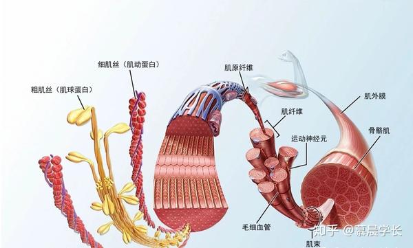 人体肌肉共639块,约由60亿条肌纤维组成