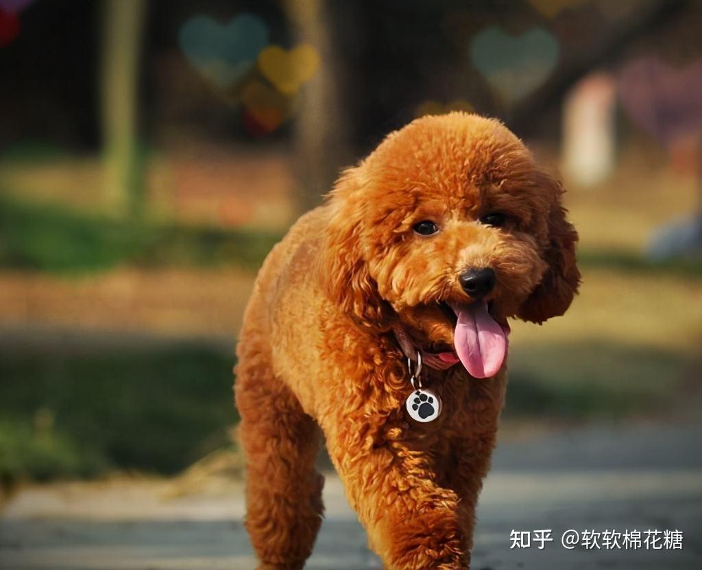 泰迪挑食不吃狗粮怎么办