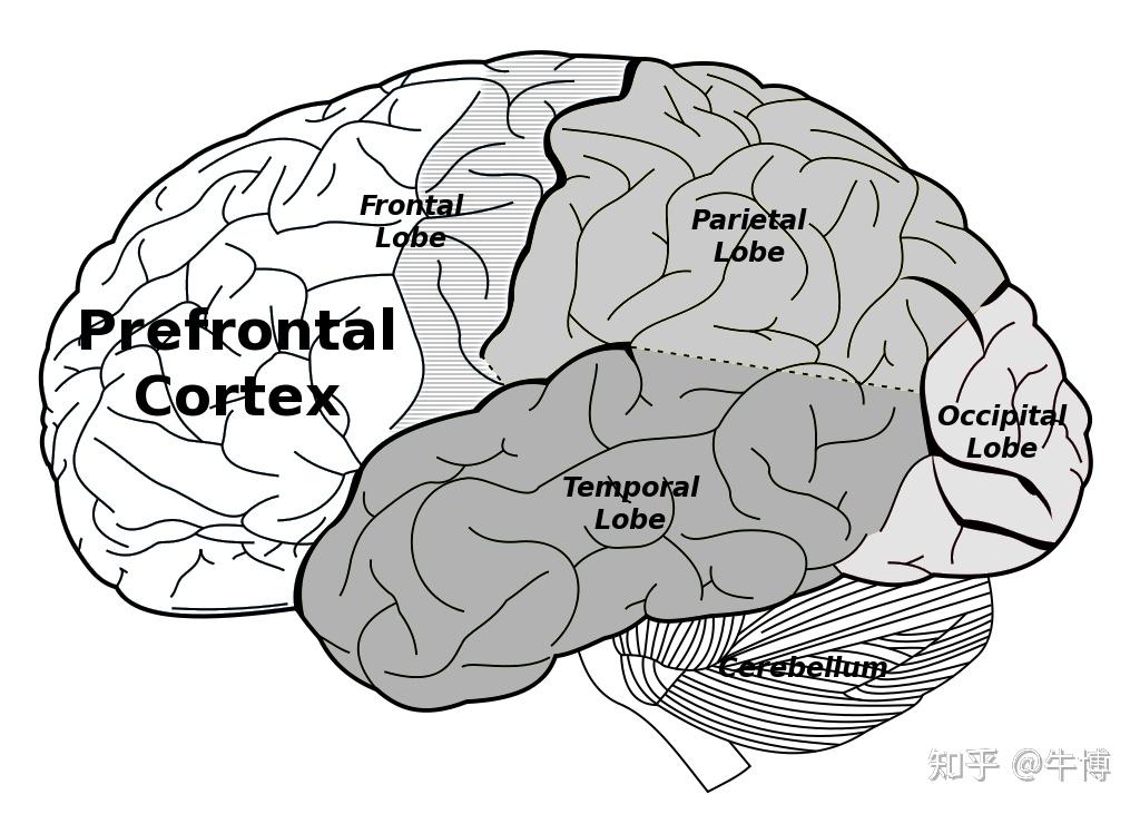 大脑与心智观察前额叶以控制为核心与情绪博弈