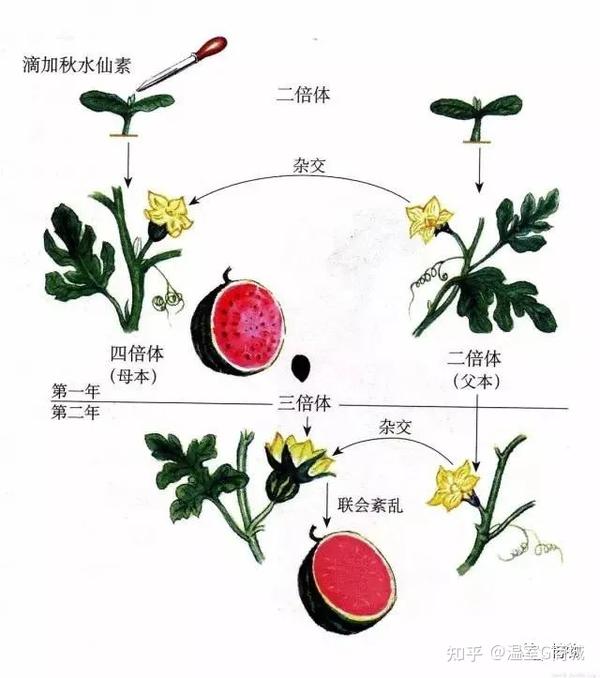 三倍体无籽西瓜培育过程图 图片来源网络