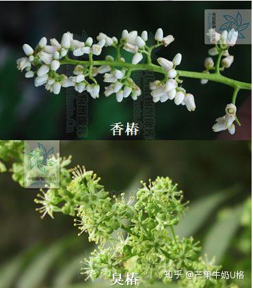 香椿花白色,花期6-8月; 臭椿花淡绿色,花期4