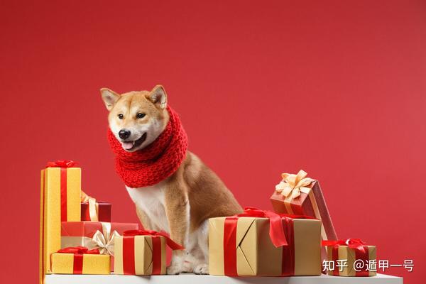 1994狗女2021整体运势,2021年运势流年运势 属狗2021年运势及运程刑太岁2021年属狗人的全年运势