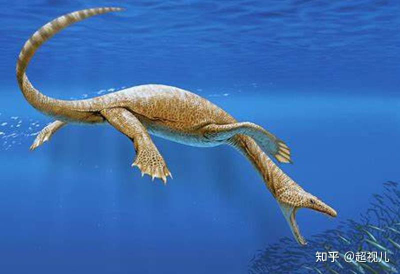 盾齿龙类身长通常为1-2米,最大型的物种可达3米.