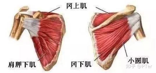 肩关节 | 关节构造及运动学之"盂肱关节"
