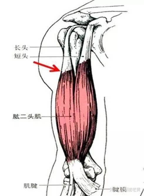 肱二头肌示意图