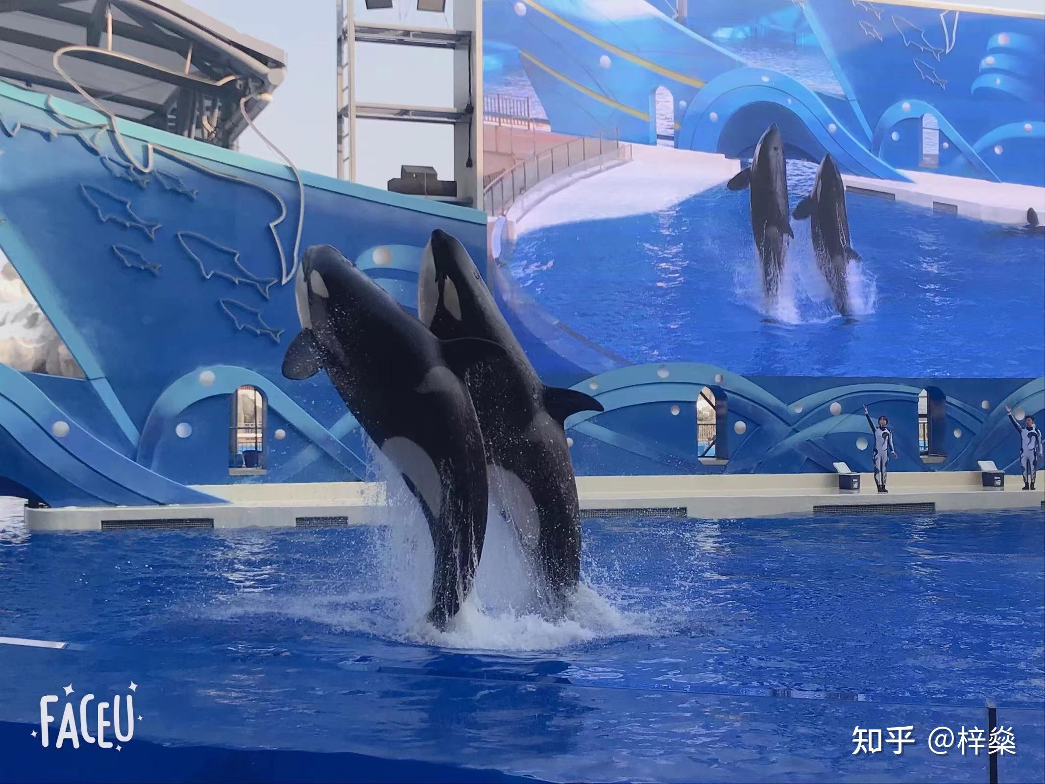 上海海昌海洋公园围绕海洋文化特色,分为人鱼海湾,极地小镇,冰雪王国