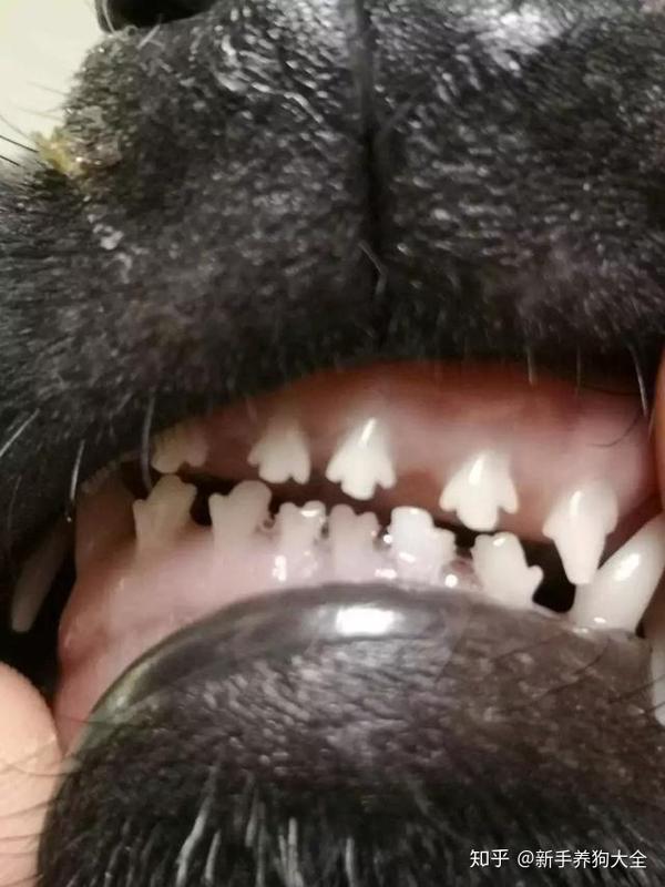 狗狗6个月以前,可以时不时地掰开口腔摩擦牙齿,让狗狗熟悉这个动作,6