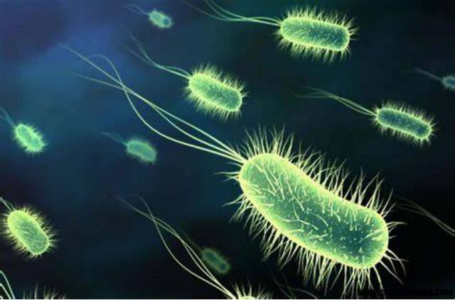 如何用lb培养基培育出大肠杆菌?