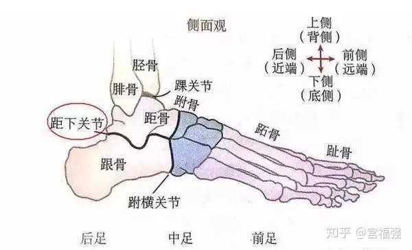 脚是复杂的,每双脚是由每英寸8000个神经和52块骨头,通过肌腱和腿筋