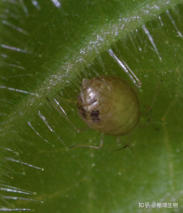孵化之后取食蚜虫体内的组织进行发育,蚜虫成为了蚜茧蜂的"育儿室"