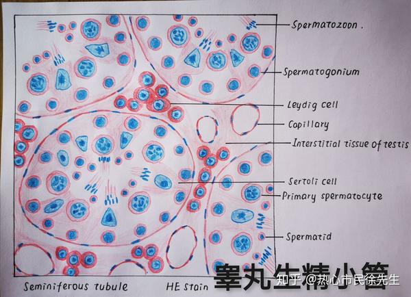 组胚红蓝铅笔手绘图知识点总结按需自取