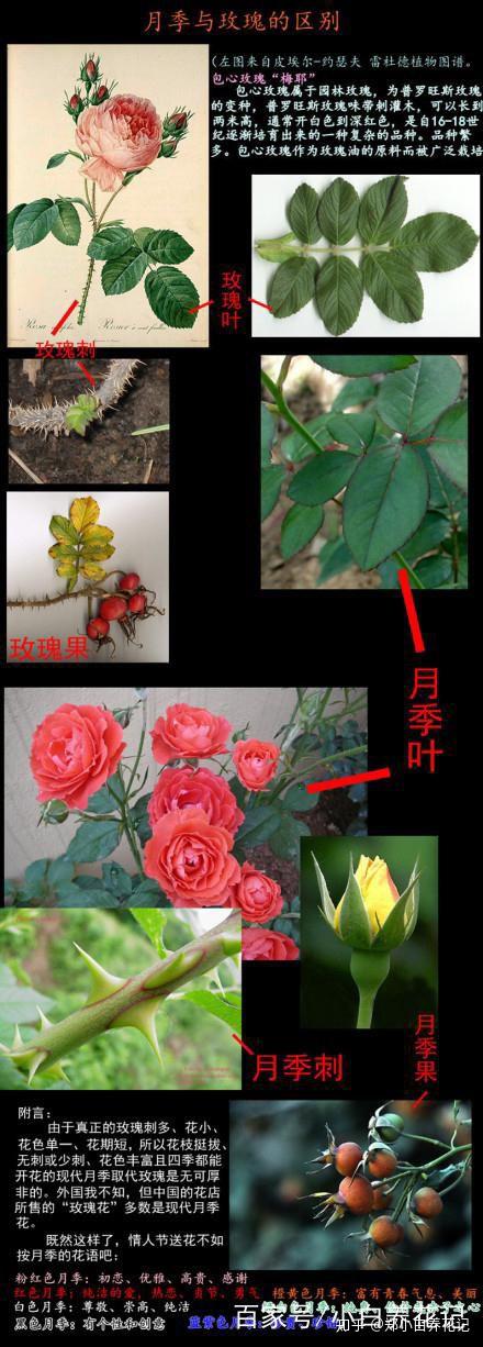 网上找的图,一张图分清楚月季和玫瑰的区别.颜值高的是基本都是月季.