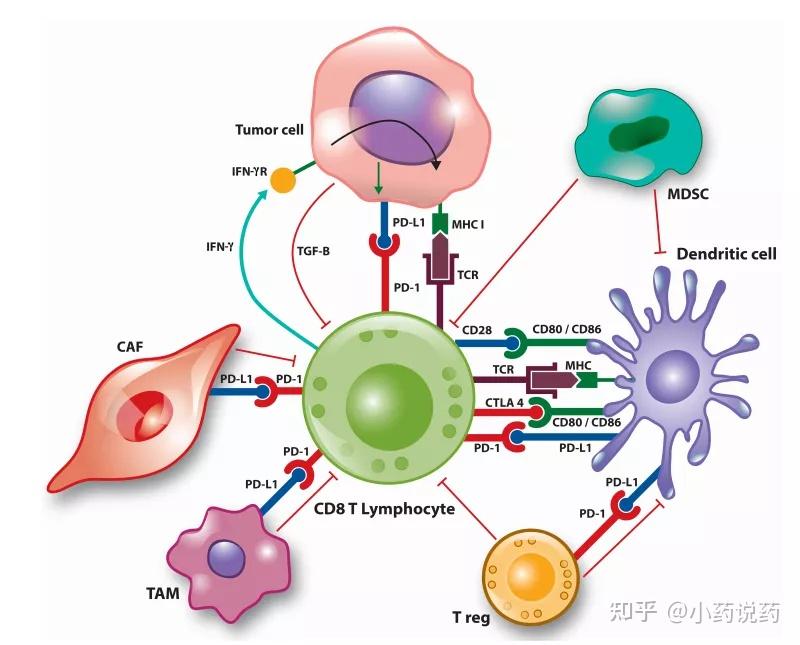 最新的研究分析了cd8 t细胞和mhcii类表达细胞(最可能的抗原呈递细胞)