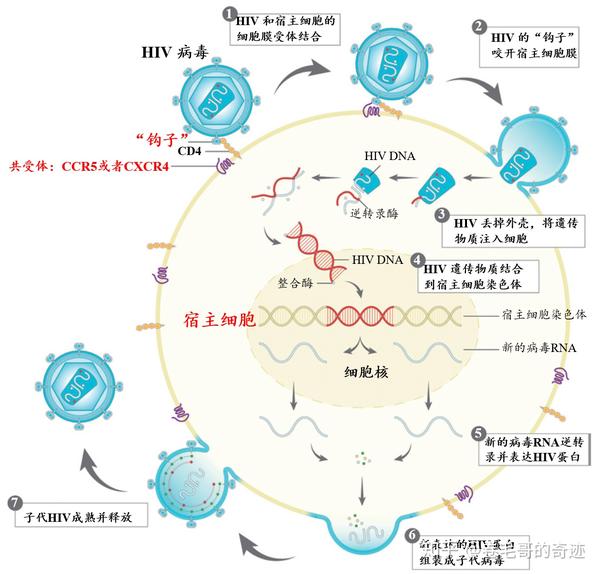 hiv通过什么"骚"操作进入t细胞?