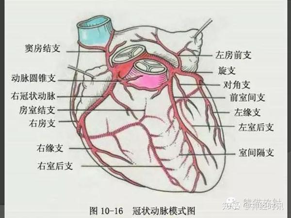 冠状动脉系统解剖,cta解剖,分段及中英文名称对照