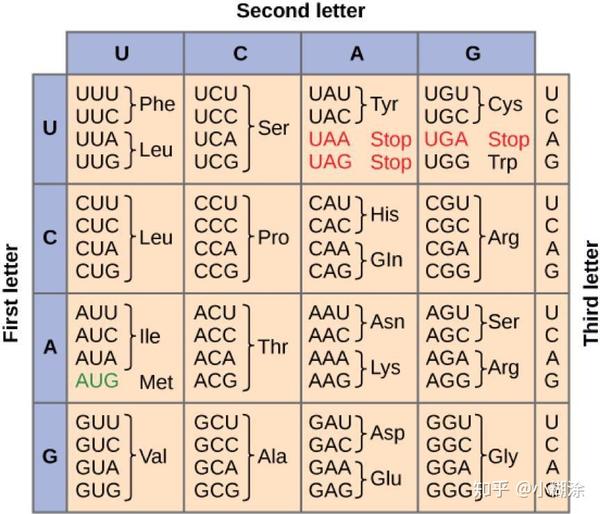 密码子偏性(codon bias)