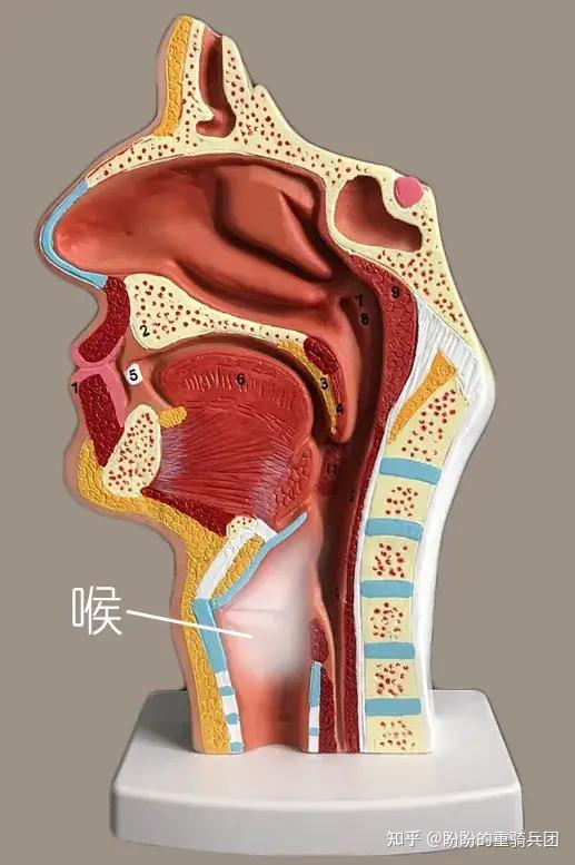 喉有个与发言有关的重要结构,那就是声带.