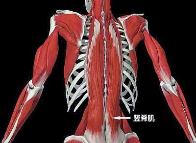 久坐腰部肌肉退化及腰间盘突出