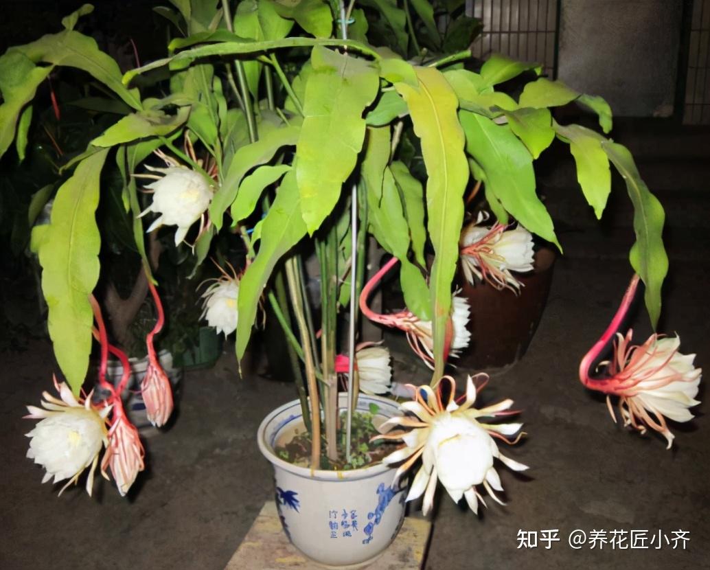 为了昙花一现养它好几年现在做好4点昙花长满花苞