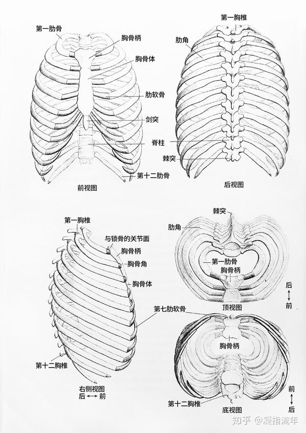 坚持学画:人体结构之胸廓骨骼详解
