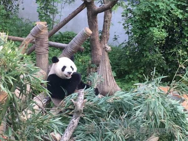 来黔灵山公园,为大熊猫海滨和星宝过生日啦!