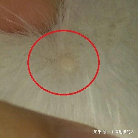 有时会因季节变化皮肤的免疫系统引起的肿块 ,或是脂肪瘤(粉瘤方)等再