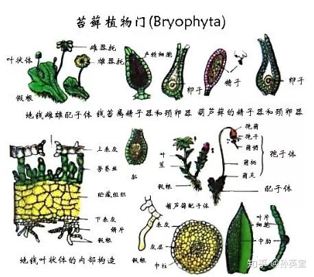 苔藓植物门生殖结构图