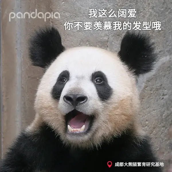 在科学分类中,大熊猫属于哺乳动物纲,食肉动物目.