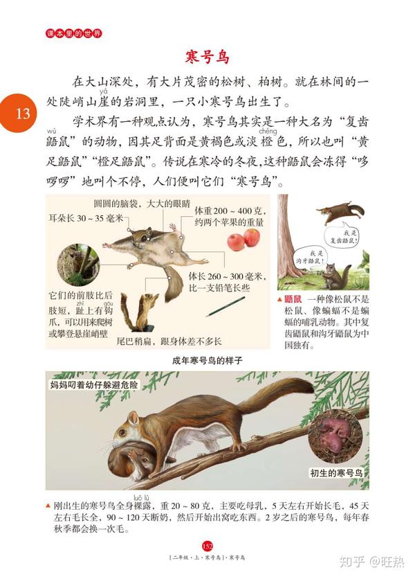 先来寒号鸟,从是什么,住哪里,吃什么,怎么飞,包括作息习惯全部详细
